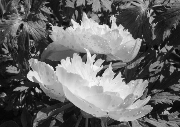 黑白牡丹图片下载