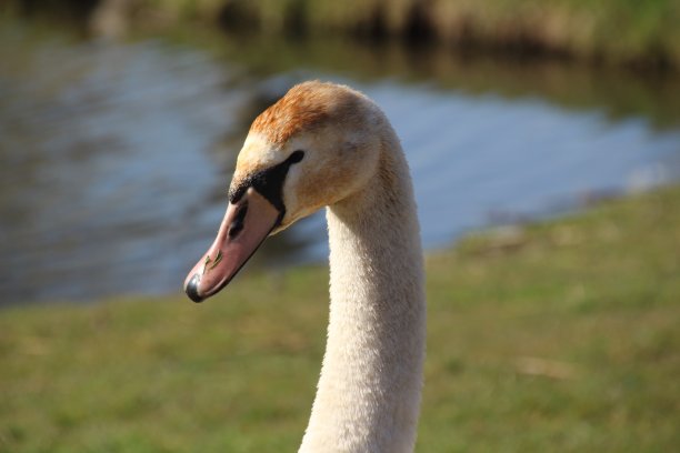 一个年轻的天鹅的头的特写照片图片下载