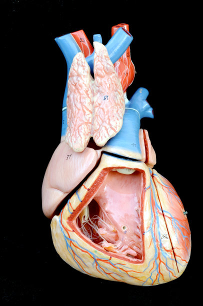 人类的心脏图片下载