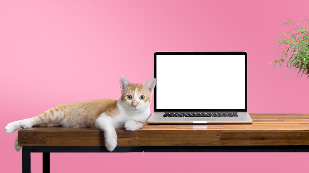 猫坐在木桌上，拿着空白的笔记本电脑图片下载