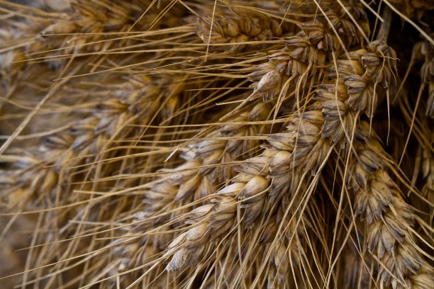 棕金黄色大麦的背景纹理图片下载