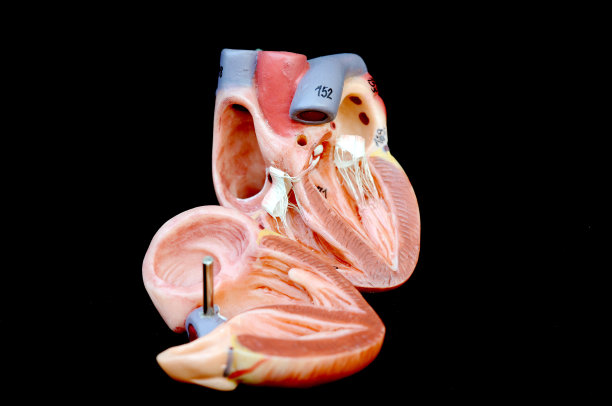 人类的心脏图片下载