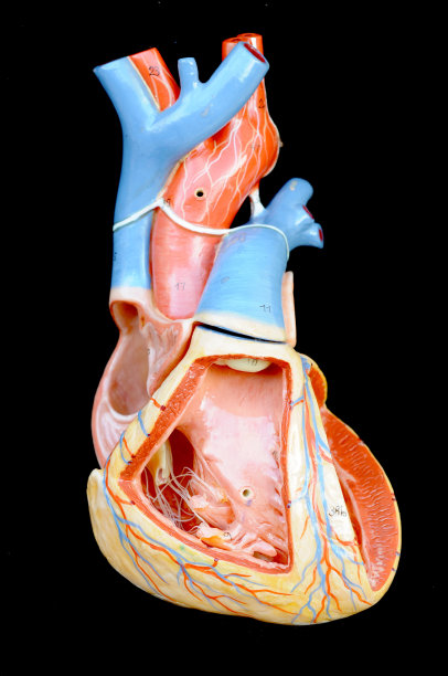 人类的心脏图片下载