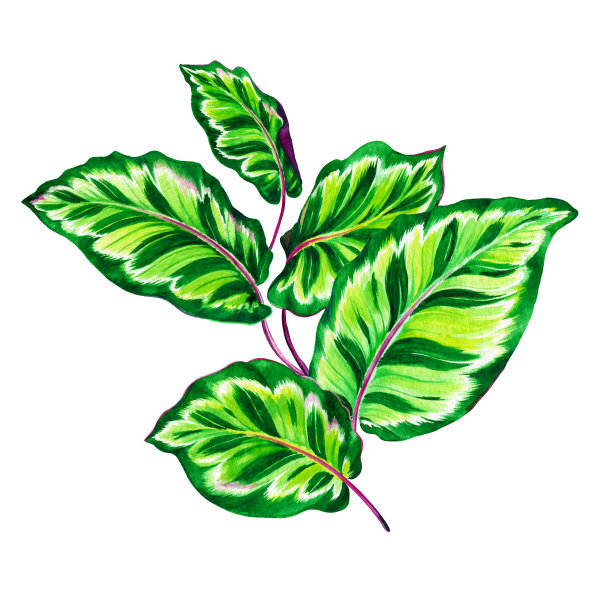 calathea热带落叶图片下载