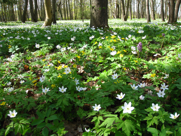 雪花莲图片下载
