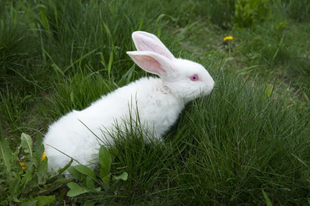 兔子在草地上图片下载