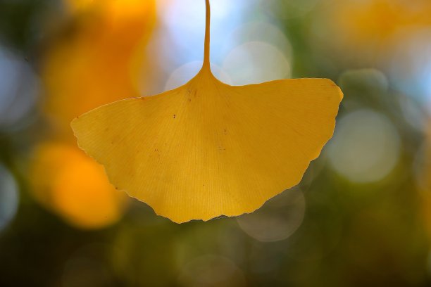 黄色的枫叶图片下载