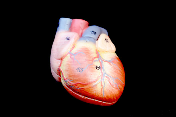 人类的心脏图片下载