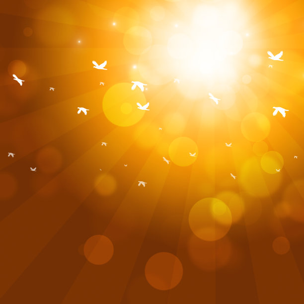 夏季鸟类Fliying图片下载