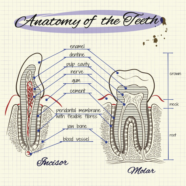 人类牙齿的结构图片下载