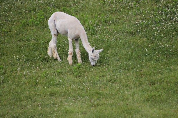白色的小骆驼图片下载