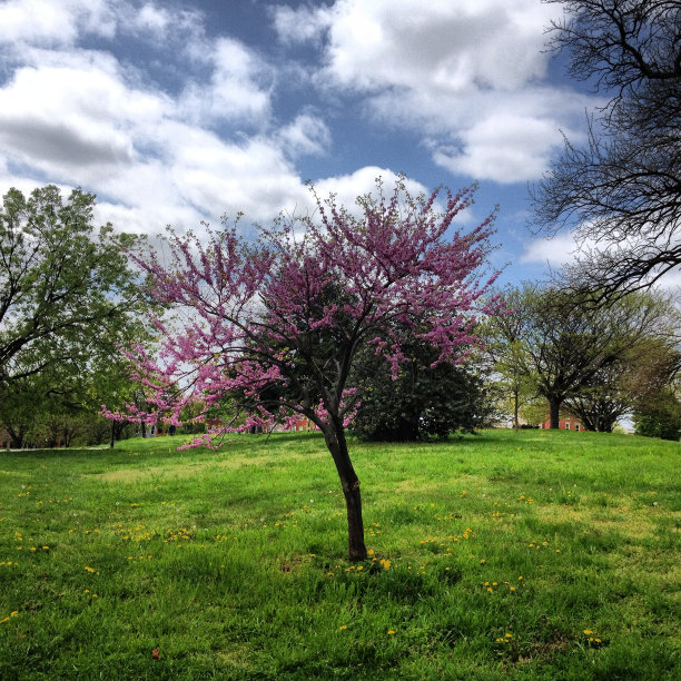 盛开的图片下载