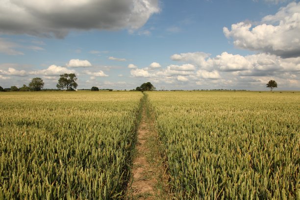 穿过麦田的小路图片下载
