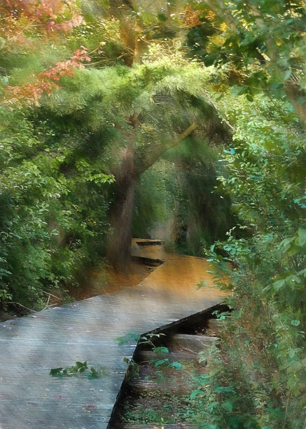 阳光在树林里图片下载