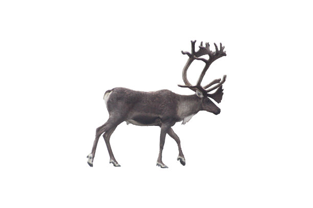 驯鹿——孤立图片下载