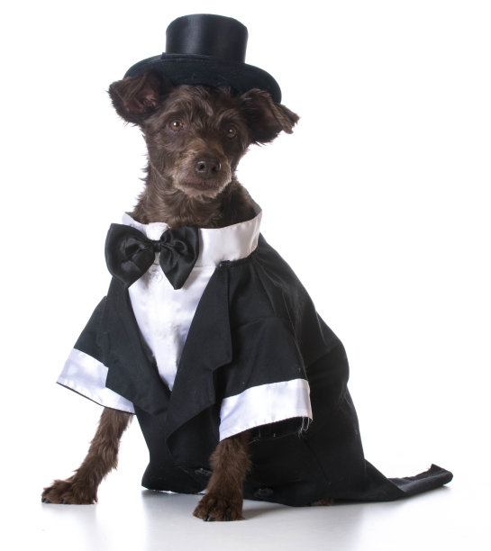 正式的狗图片下载