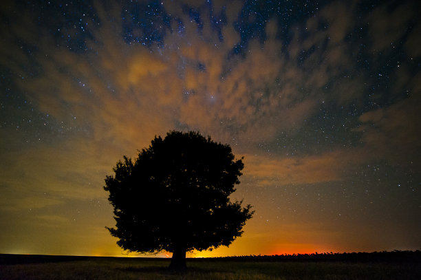 田野上寂寞的树图片下载