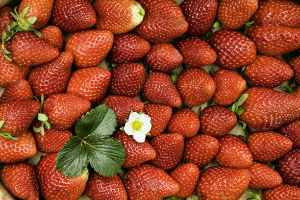 香草莓图片下载