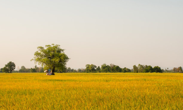 泰国收割前的稻田图片下载