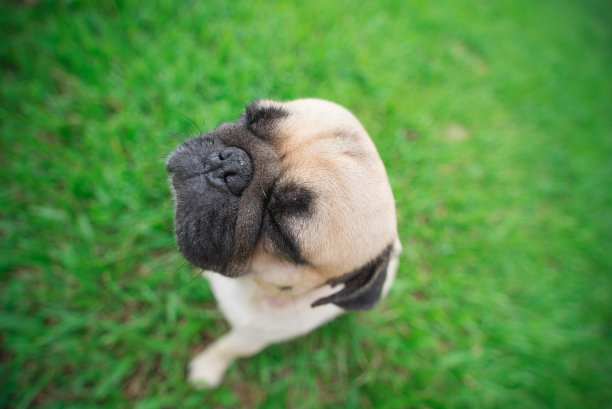 哈巴狗狗图片下载