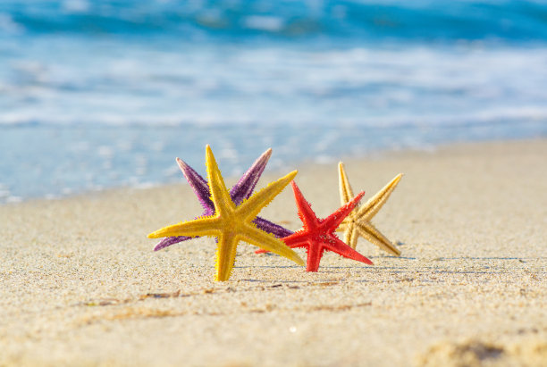 快乐的海星图片下载