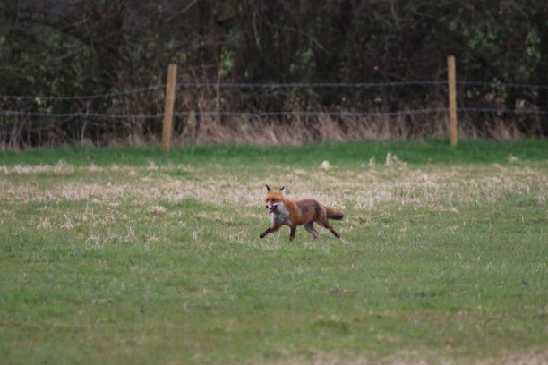 赤狐(Vulpes Vulpes)图片下载