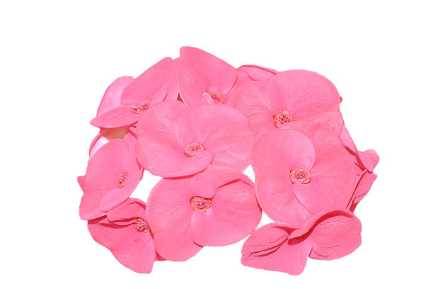 荆棘王冠或基督荆棘花图片下载