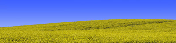 蓝天下的黄色油菜田全景图图片下载