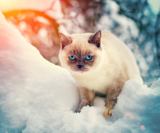 坐在雪中的猫图片下载