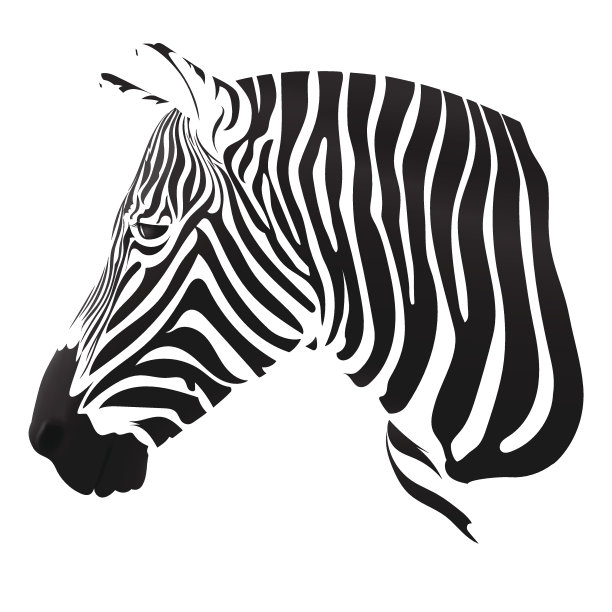 斑马的条纹图片下载