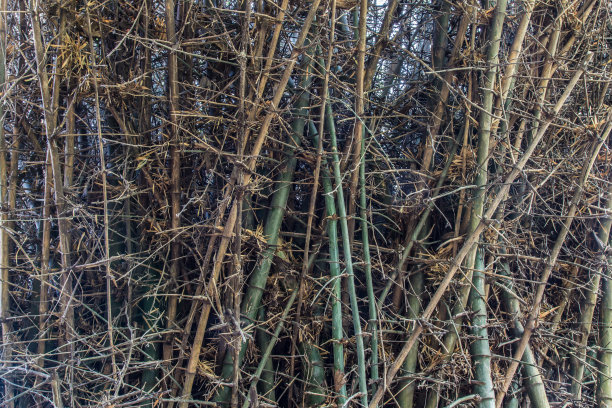 一丛竹子图片下载