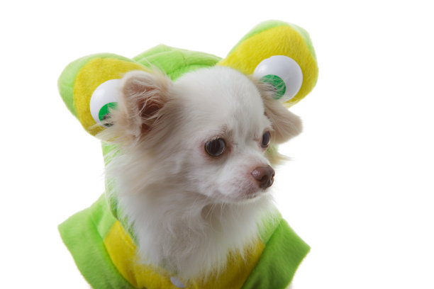 吉娃娃大眼睛图片下载