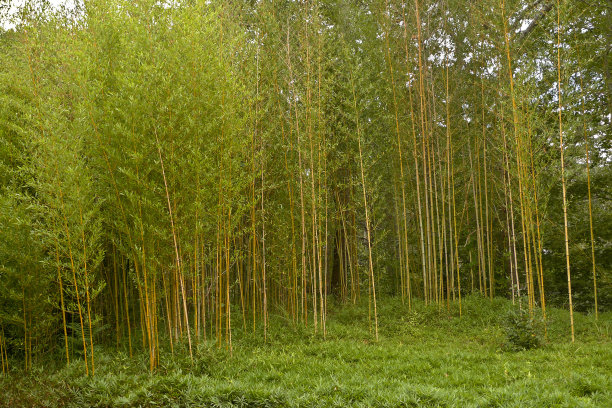 竹林的新树图片下载