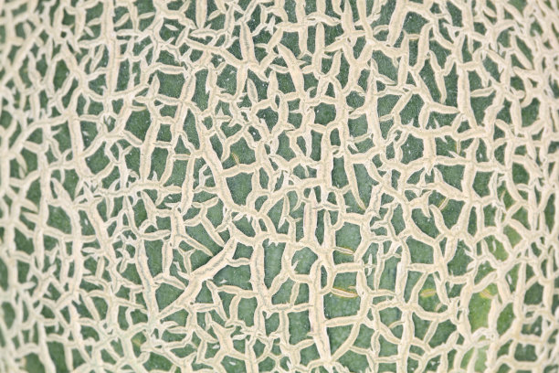 瓜去皮图片下载