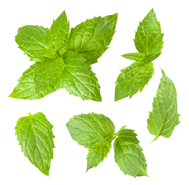 薄荷照片素材ID：121891840