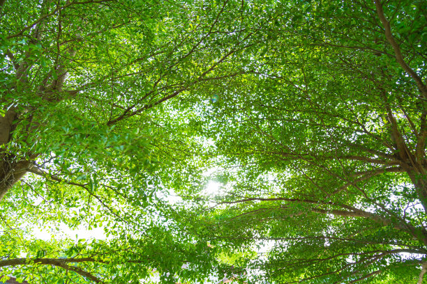 阳光下的绿色森林图片下载