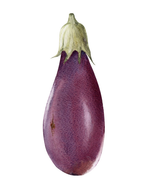 水彩新鲜的茄子图片下载