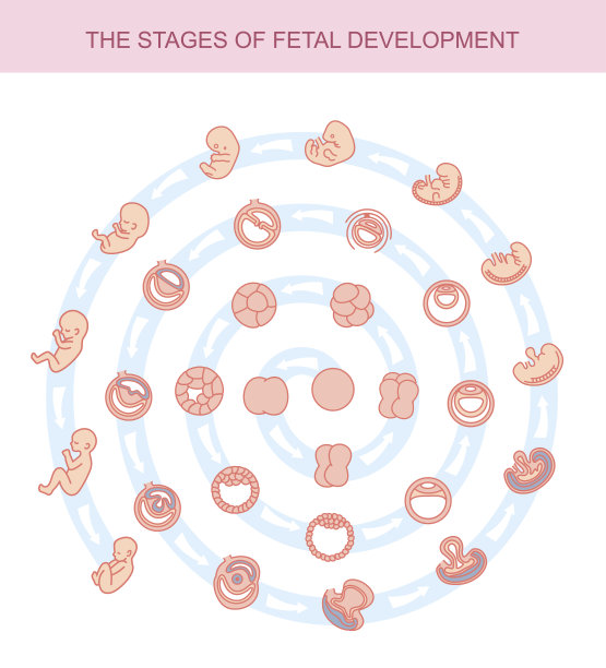 载体说明胎儿发育阶段。图片下载
