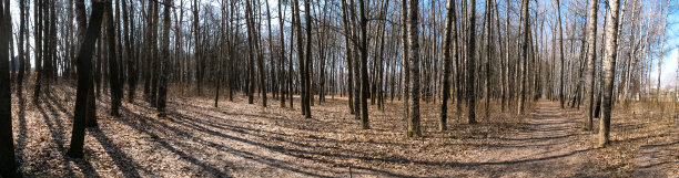 的桦树图片下载