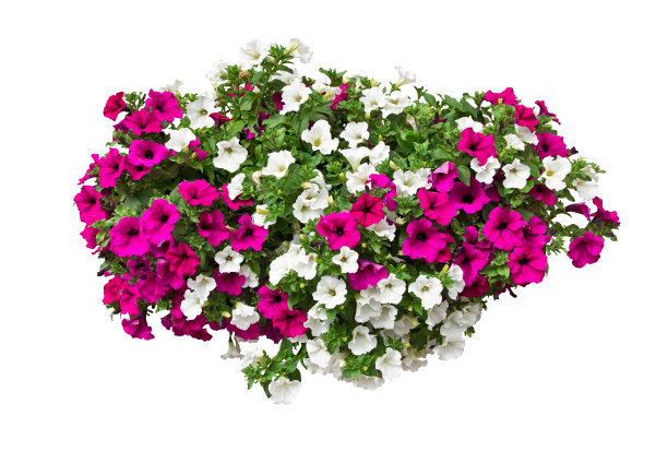 矮牵牛花孤立与修剪路径包括图片下载