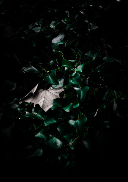 ．..一个受支持的死亡!图片下载