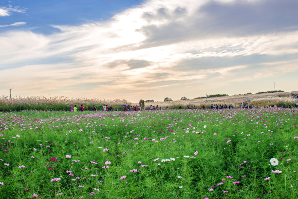 宇宙的花图片下载