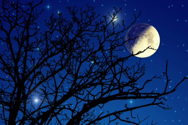 冬日繁星点点的森林剪影图片下载