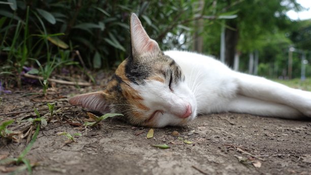 不要吵醒我图片下载