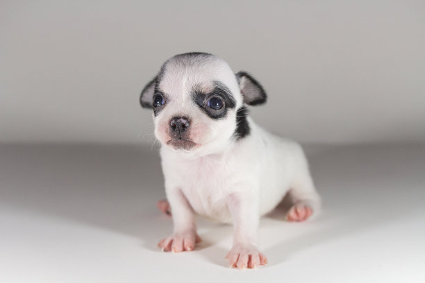 Chiwawa短头发图片下载