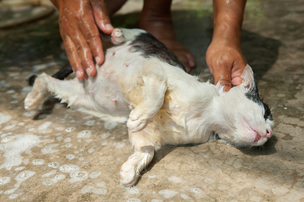 洗猫图片下载
