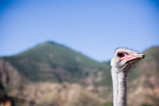 户外图片鸵鸟的头和脖子图片下载