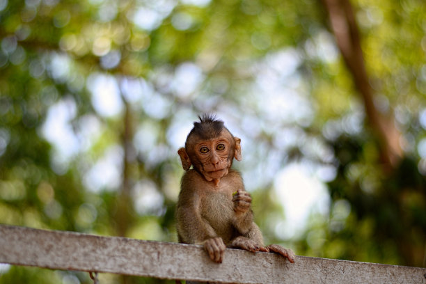 小猴子图片下载