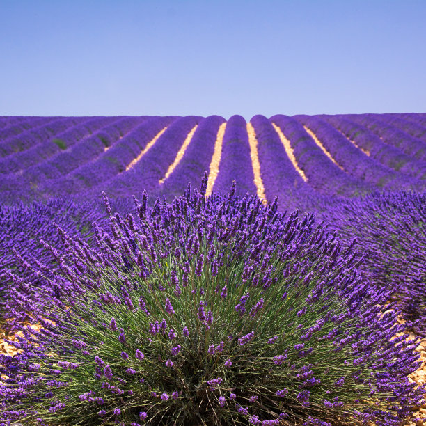 薰衣草的花图片下载