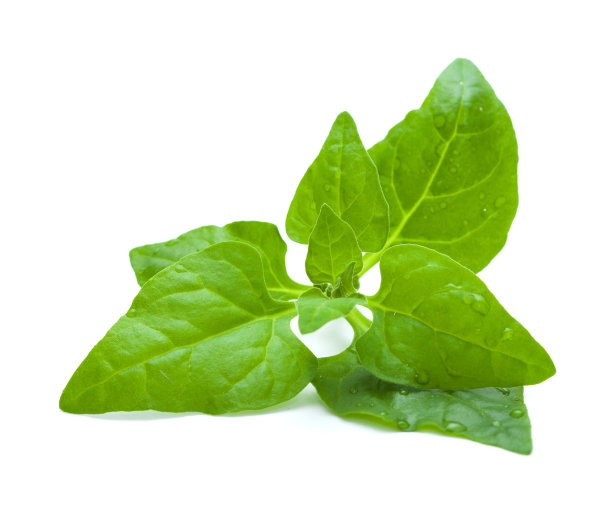 新西兰菠菜图片下载